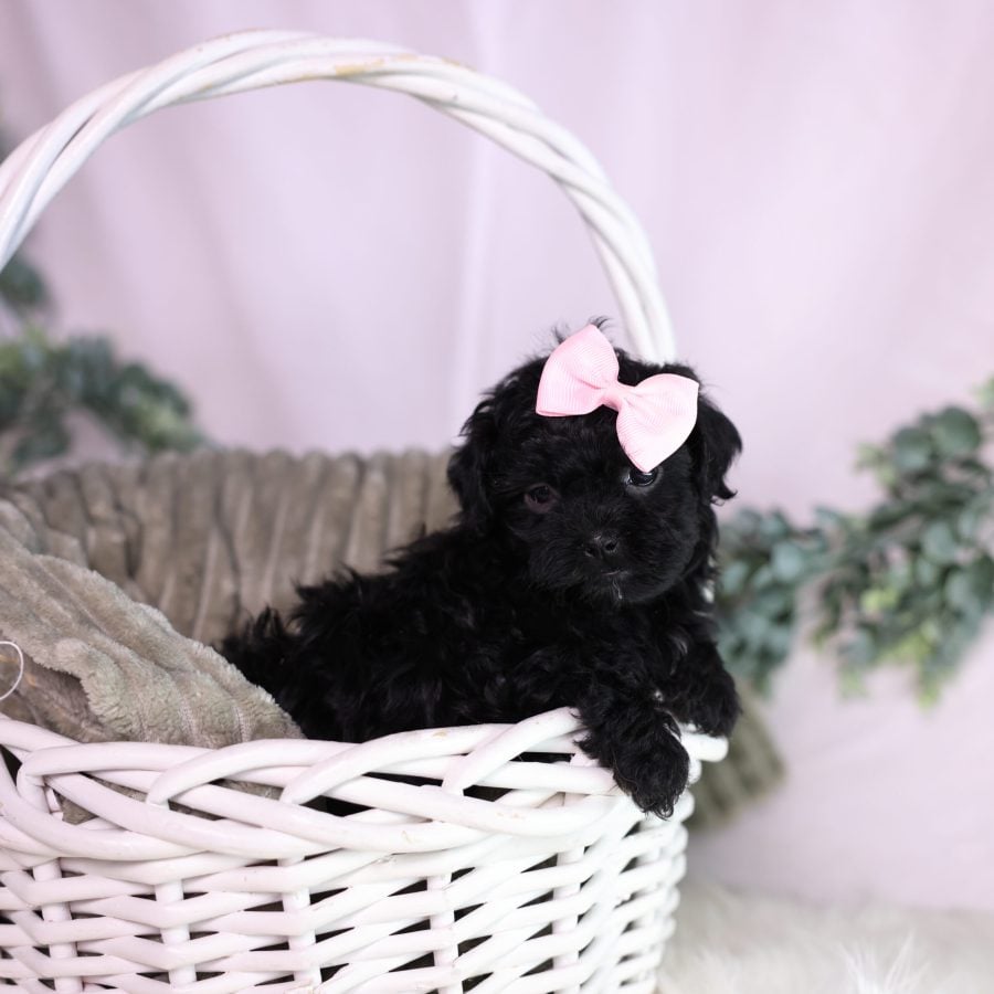 teacup teddy bear puppies for sale near me