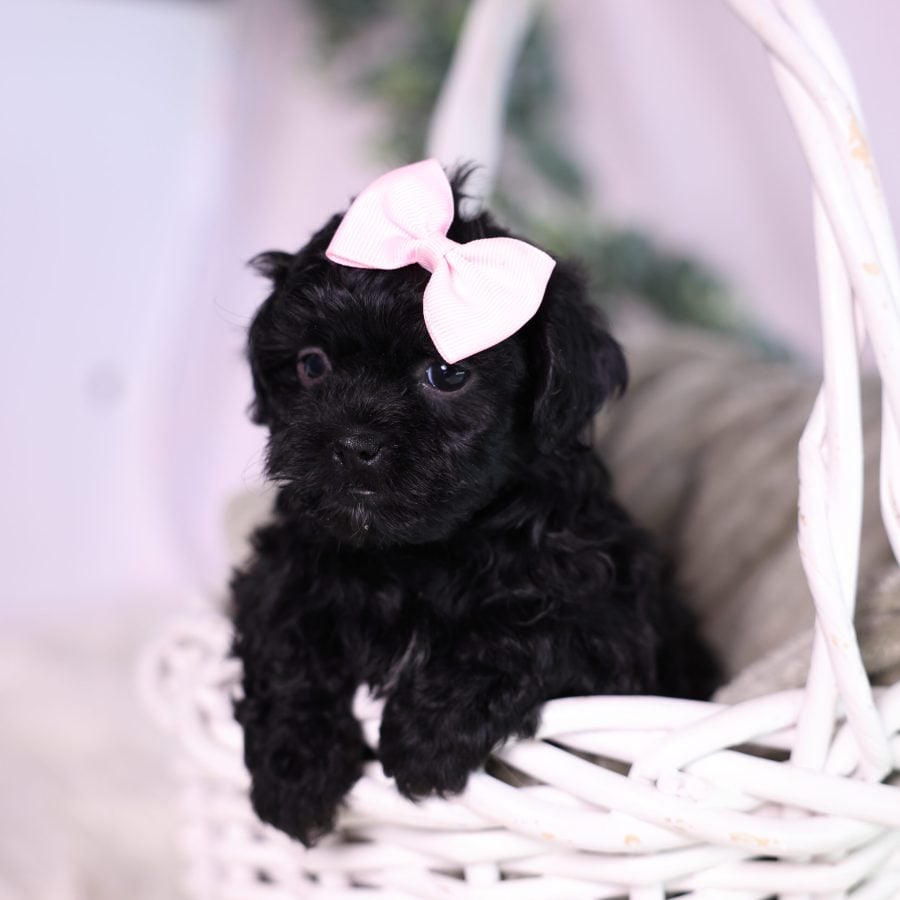 teacup teddy bear puppies for sale new jersey