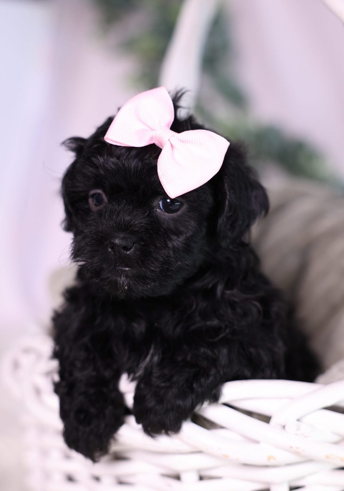 teacup teddy bear puppies for sale new jersey