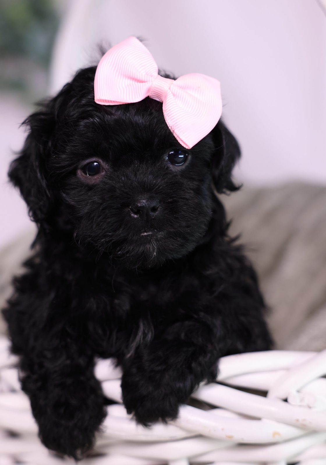 teacup teddy bear puppies for sale new york