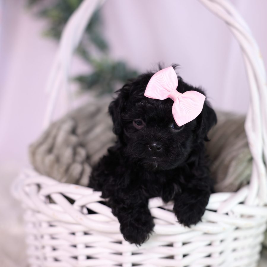 teacup teddy bear puppies for sale pa