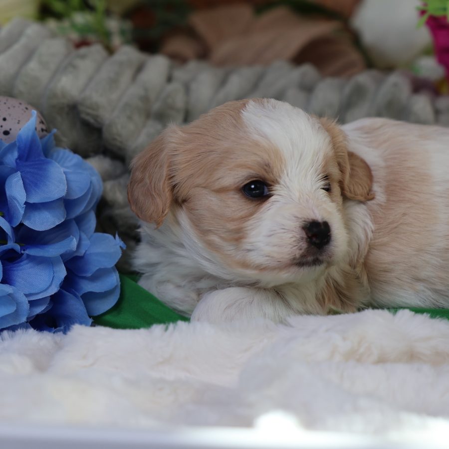 teacup teddy bear puppies for sale