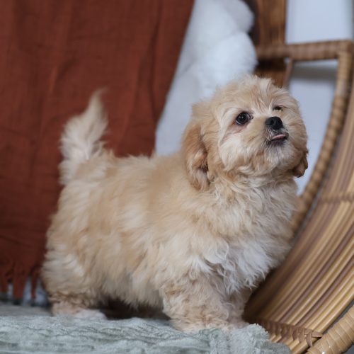 teacup teddy bear puppies for sale