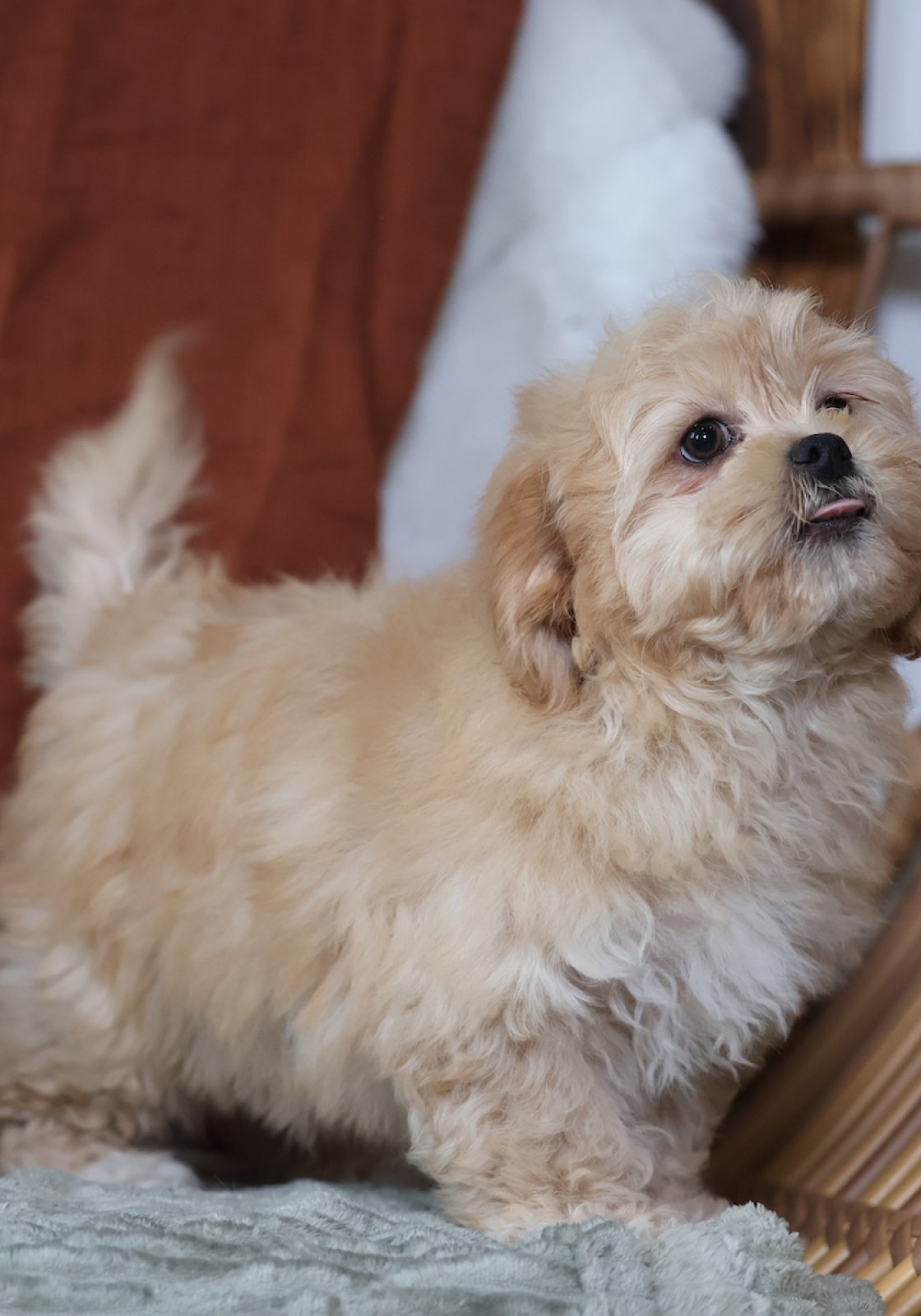 teacup teddy bear puppies for sale