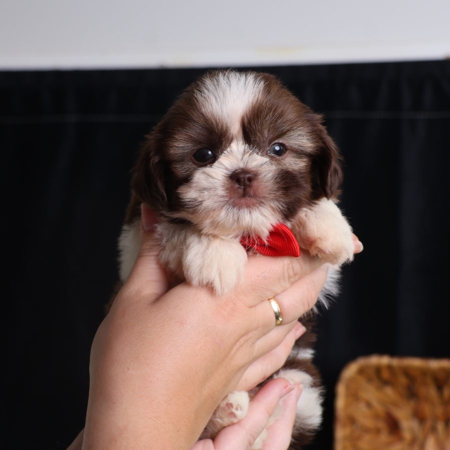 teacup teddy bear puppies for sale
