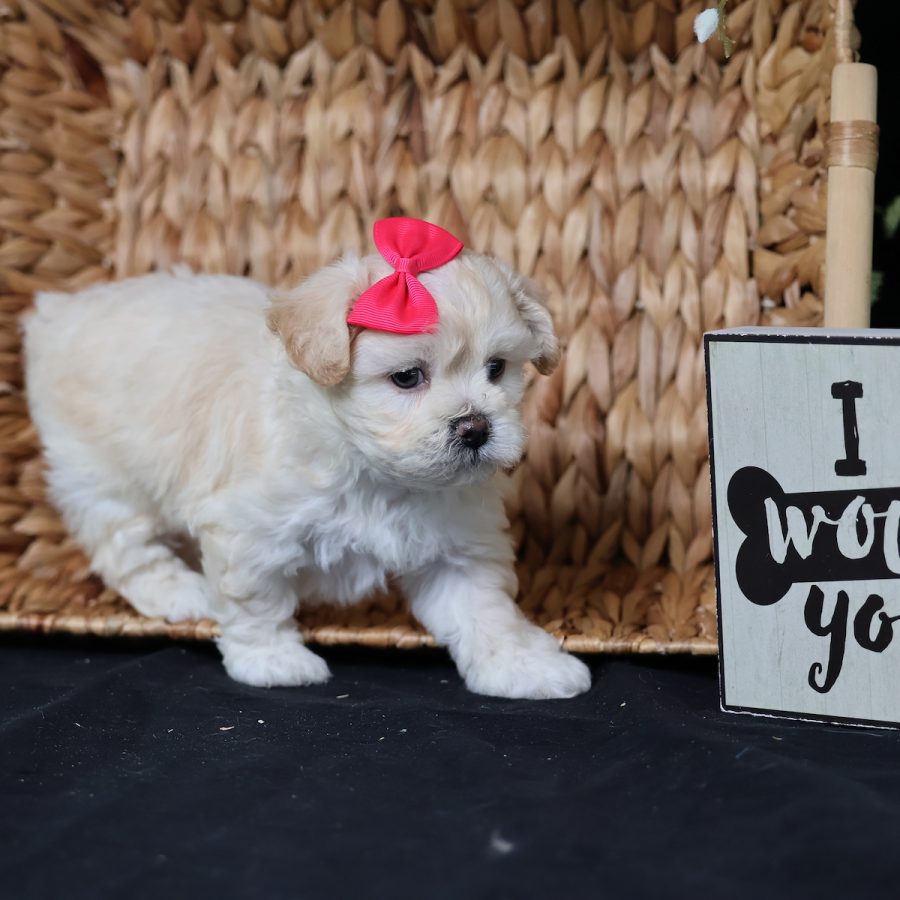teacup teddy bear puppies