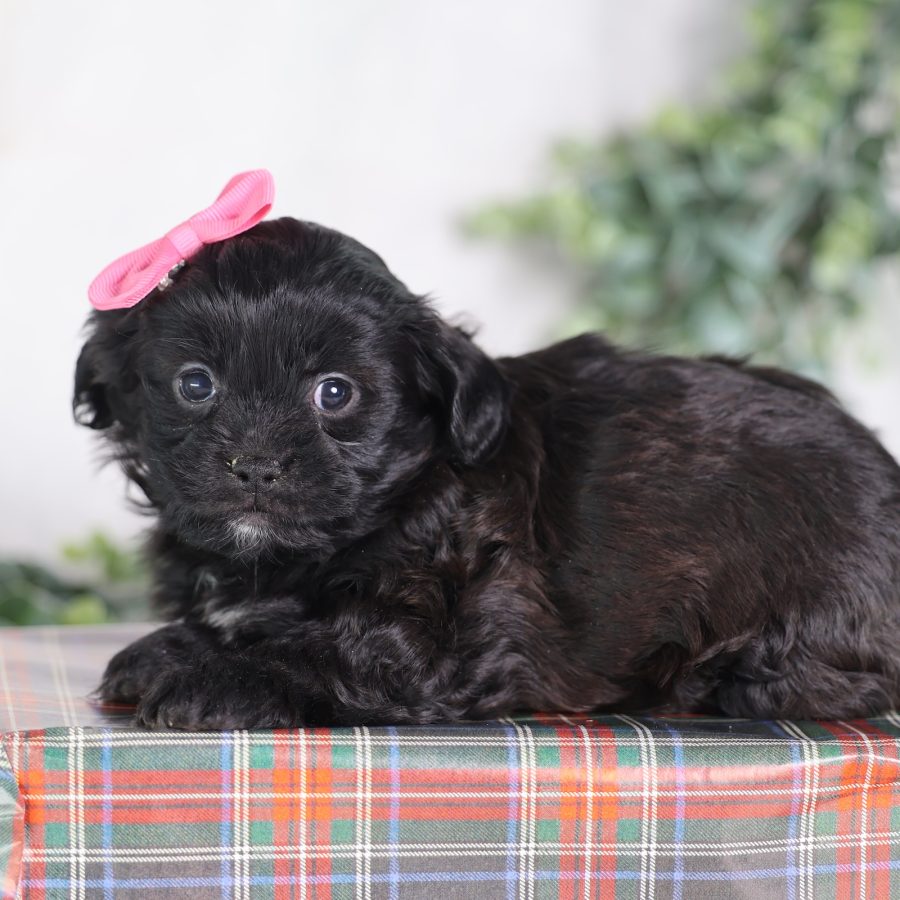 teacup teddy bear puppies