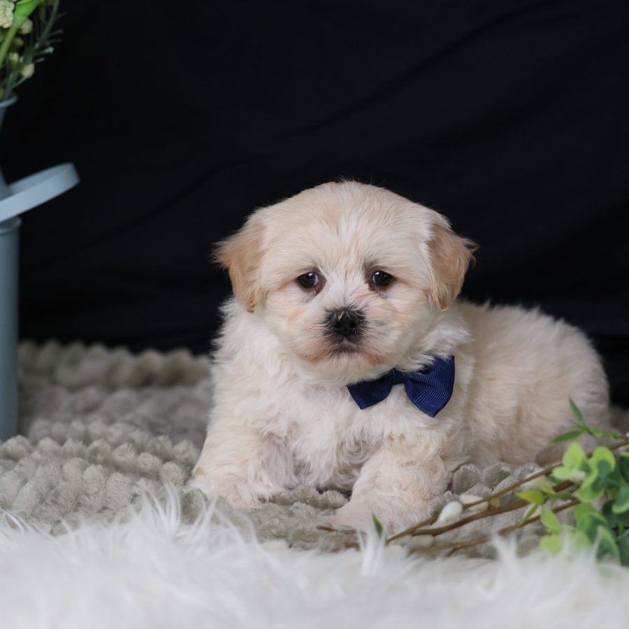 teacup teddy bear puppies