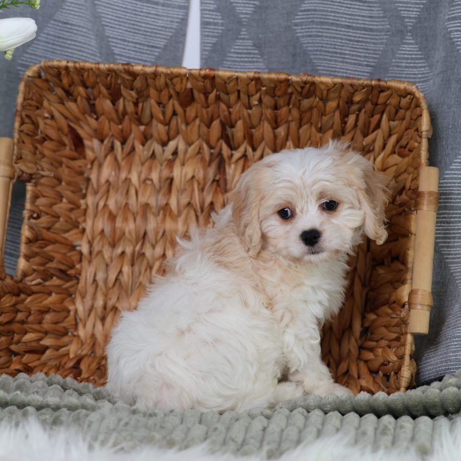 teacup teddy bear puppies