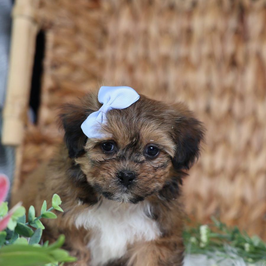 teacup teddy bear puppies