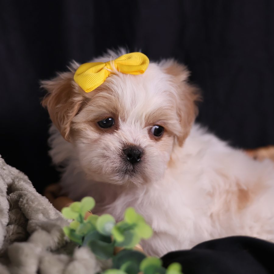 teacup teddy bear puppies