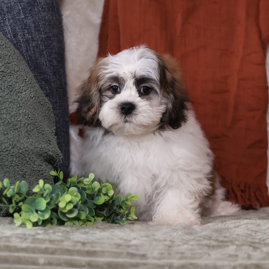 teacup teddy bear puppies(1)