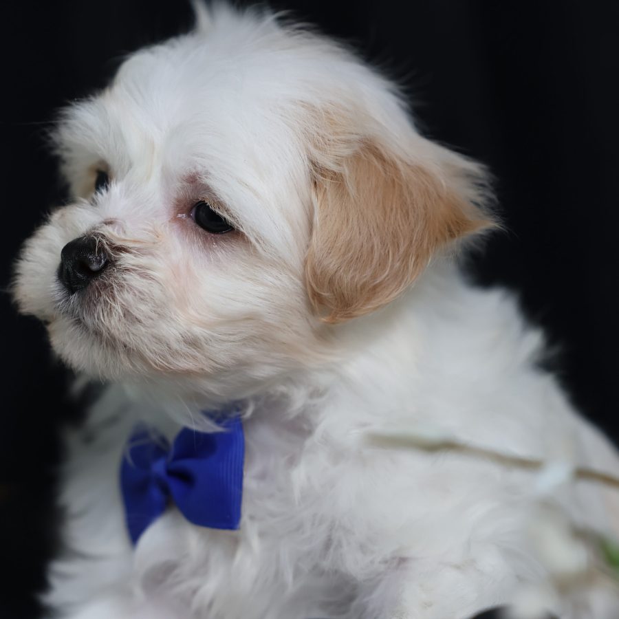 teacup teddy bear puppies(1)