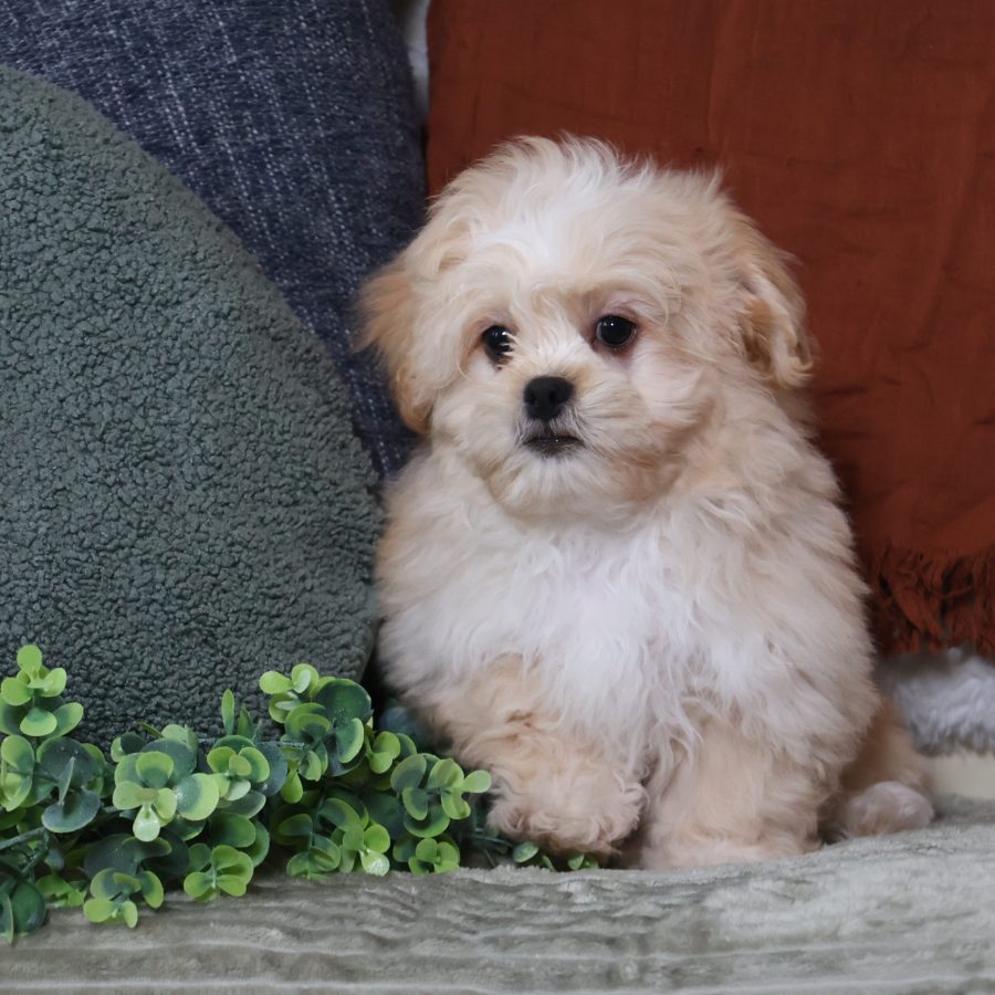 teacup teddy bear puppies