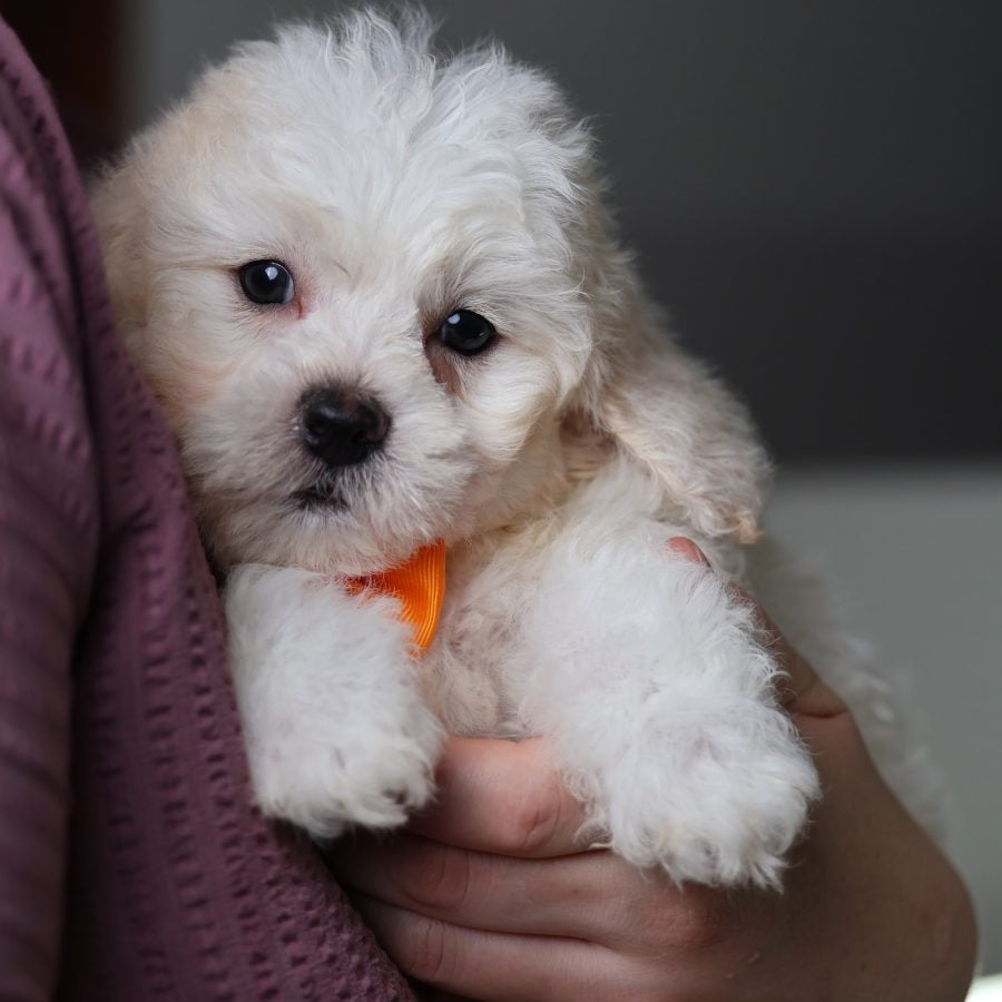 teacup zuchon puppies for sale