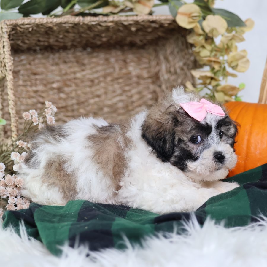 teacup zuchon puppies for sale