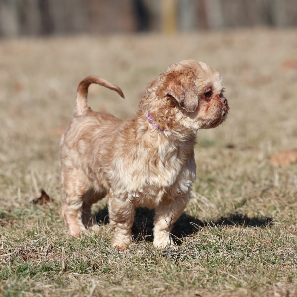 teddy bear adult gracie
