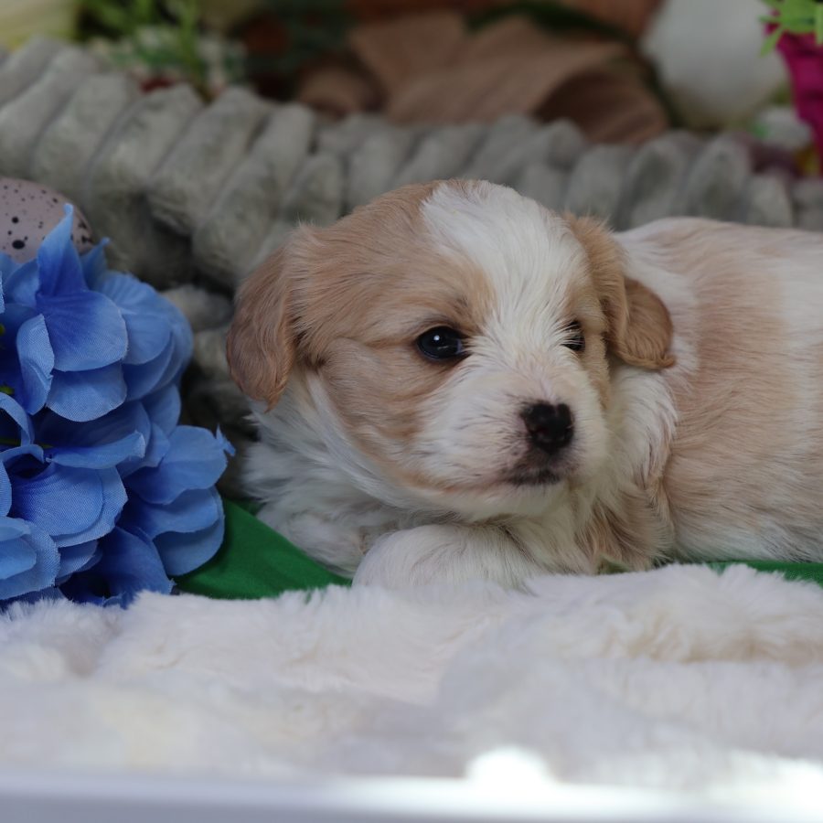 teddy bear and puppy