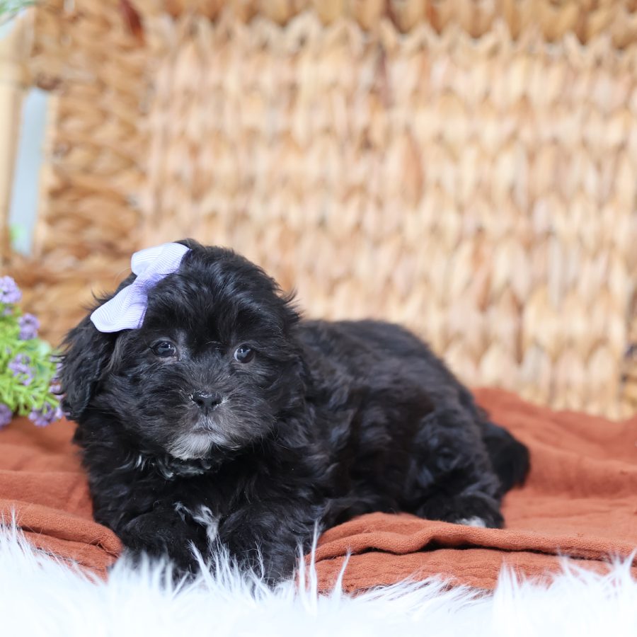 teddy bear and puppy