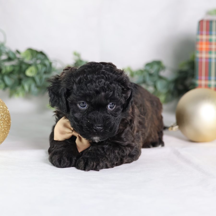 teddy bear and puppy