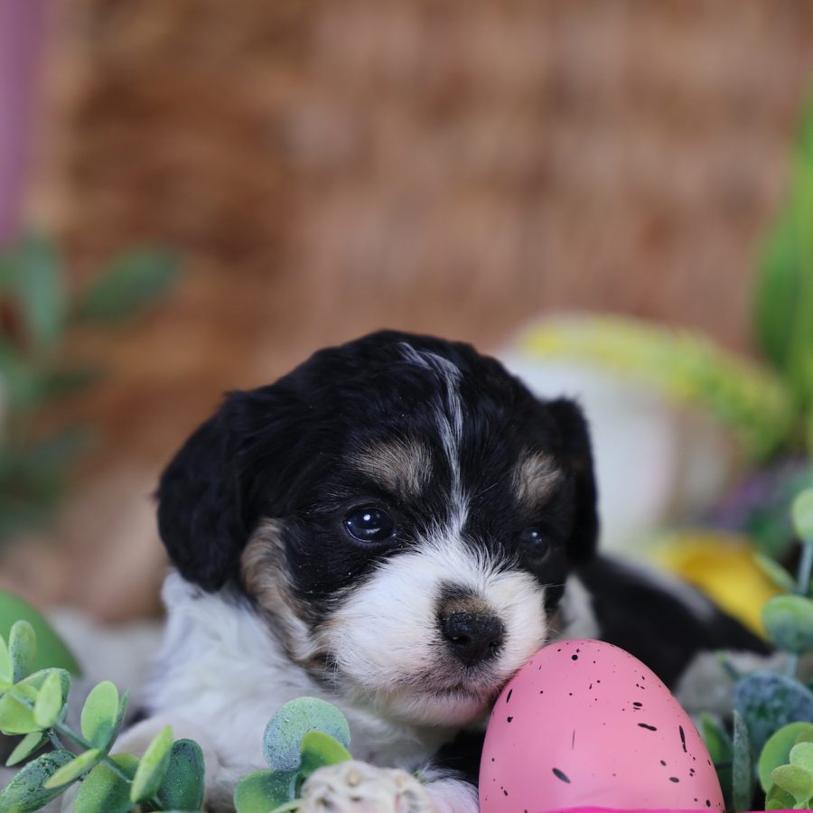 teddy bear and puppy