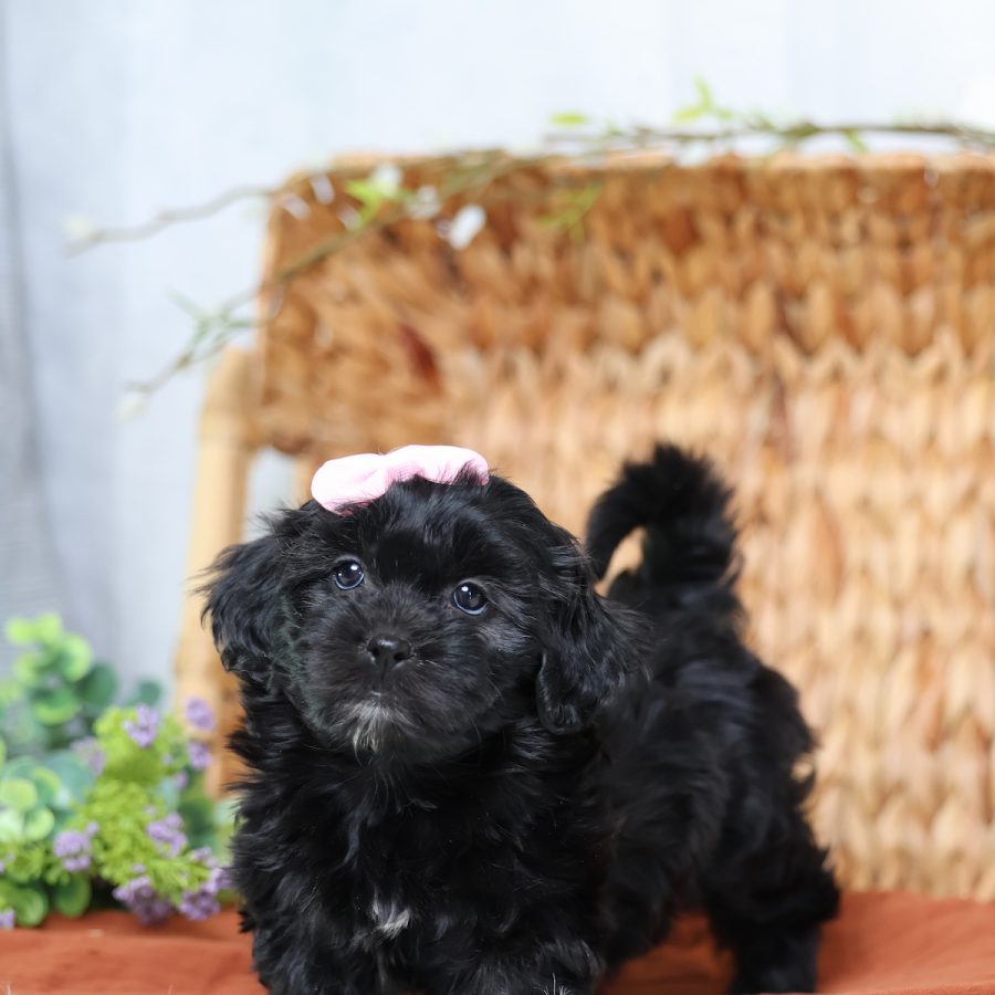 teddy bear and puppy