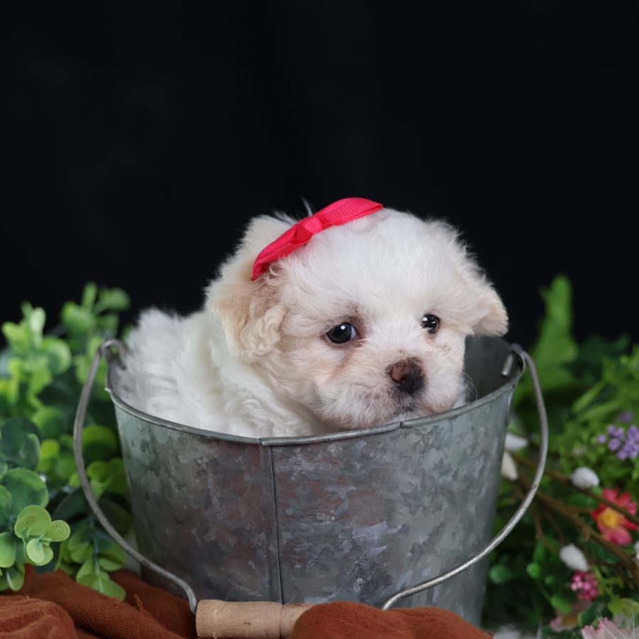 teddy bear and puppy