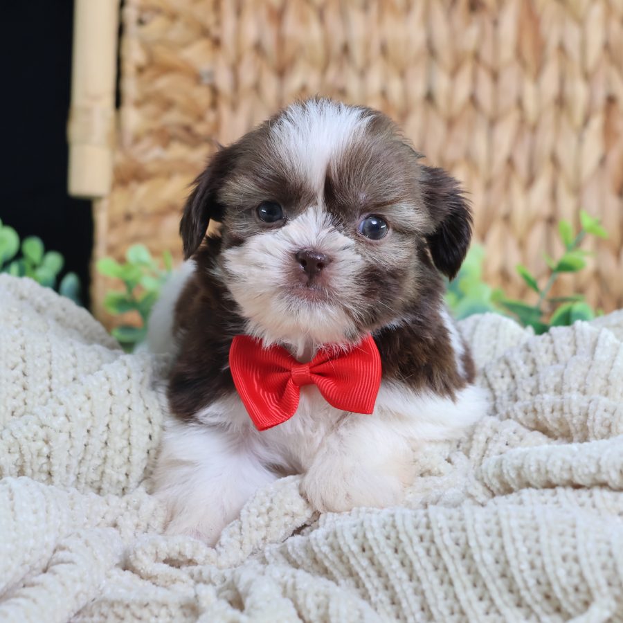 teddy bear and puppy
