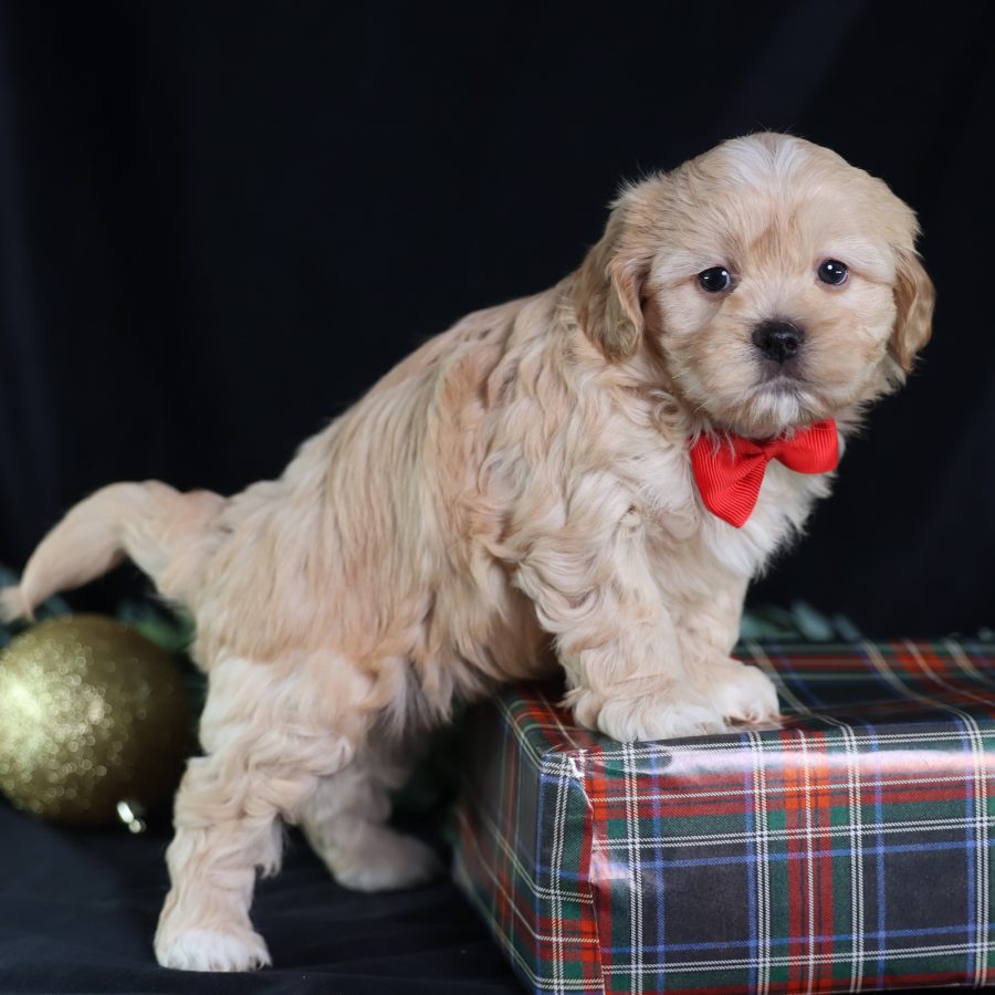 teddy bear and puppy