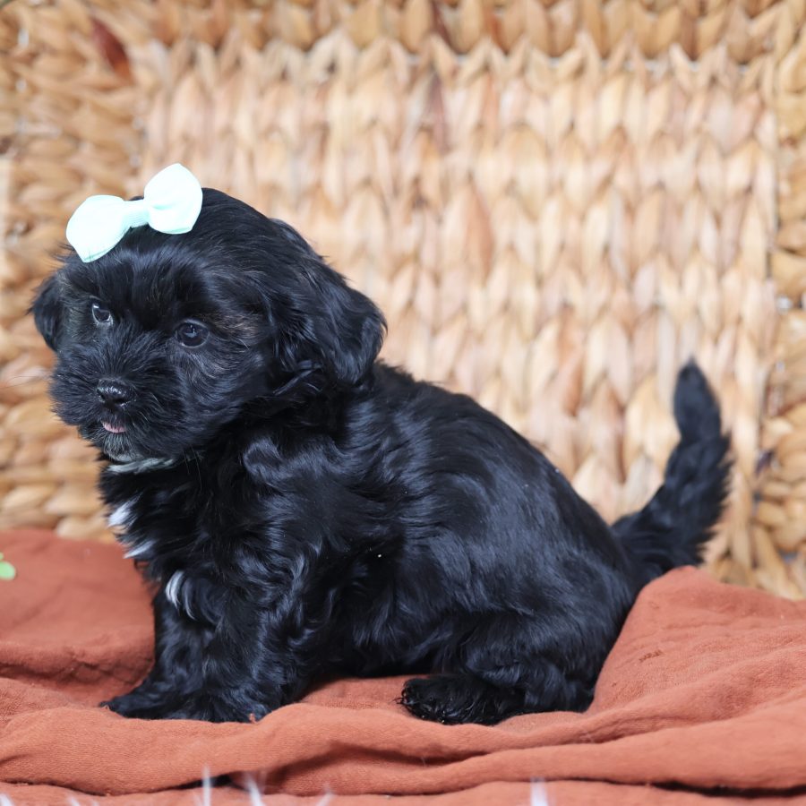 teddy bear and puppy