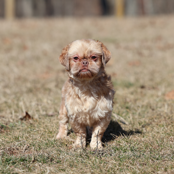 teddy bear dog adult gracie