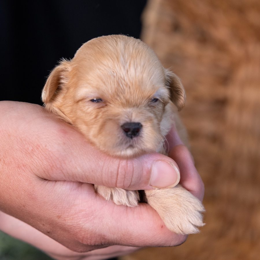 teddy bear dog breed puppy for sale