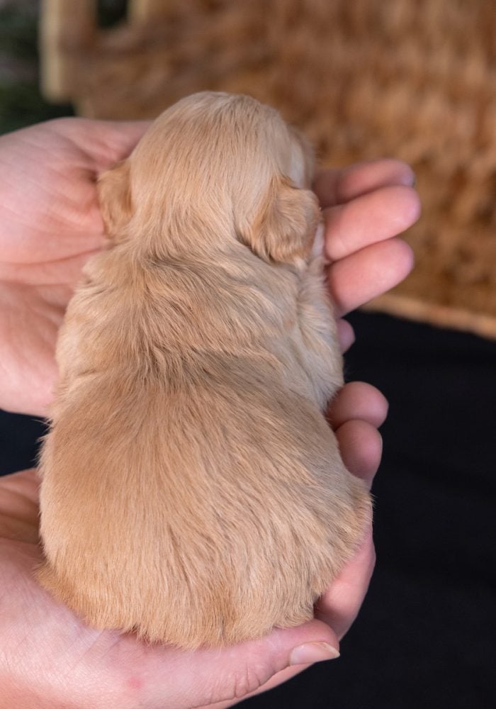 teddy bear dog breed puppy