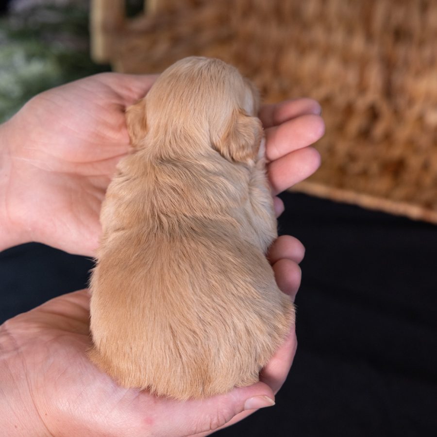 teddy bear dog breed puppy