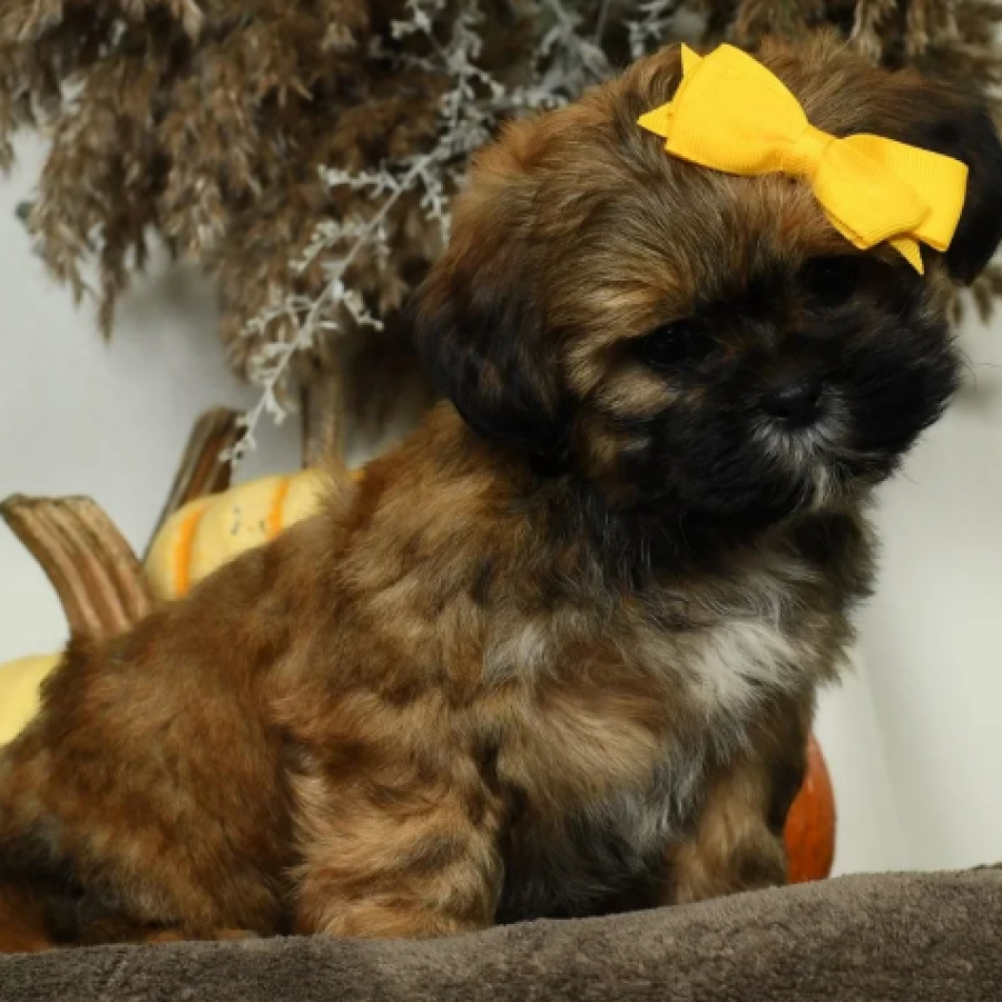 teddy bear dog breed