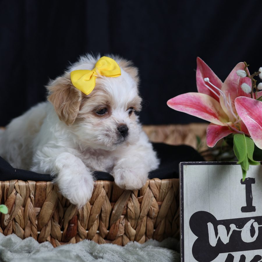 teddy bear dog breeder