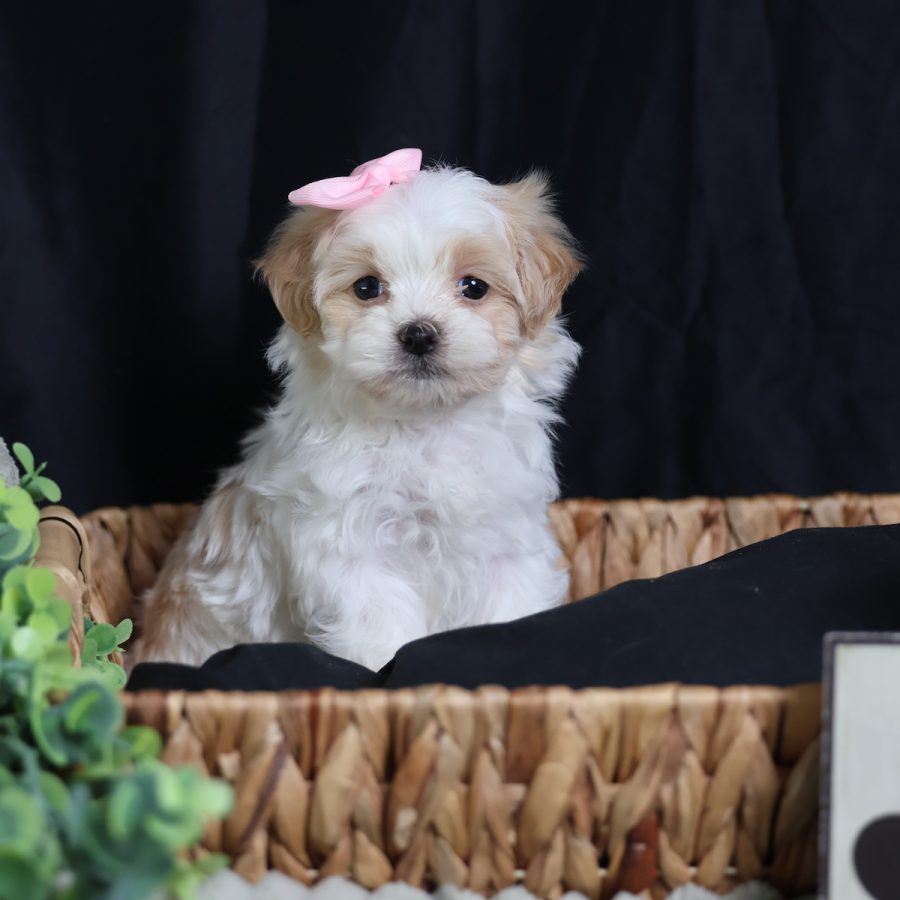 teddy bear dog breeder