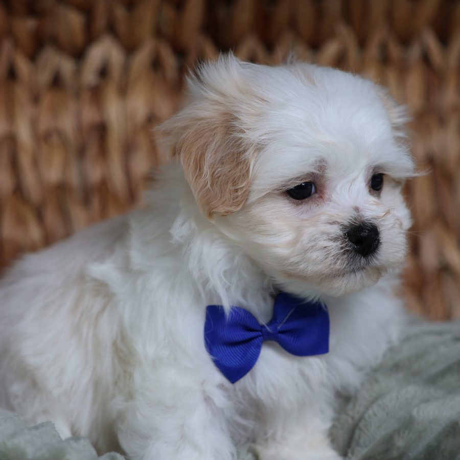 teddy bear dog breeder