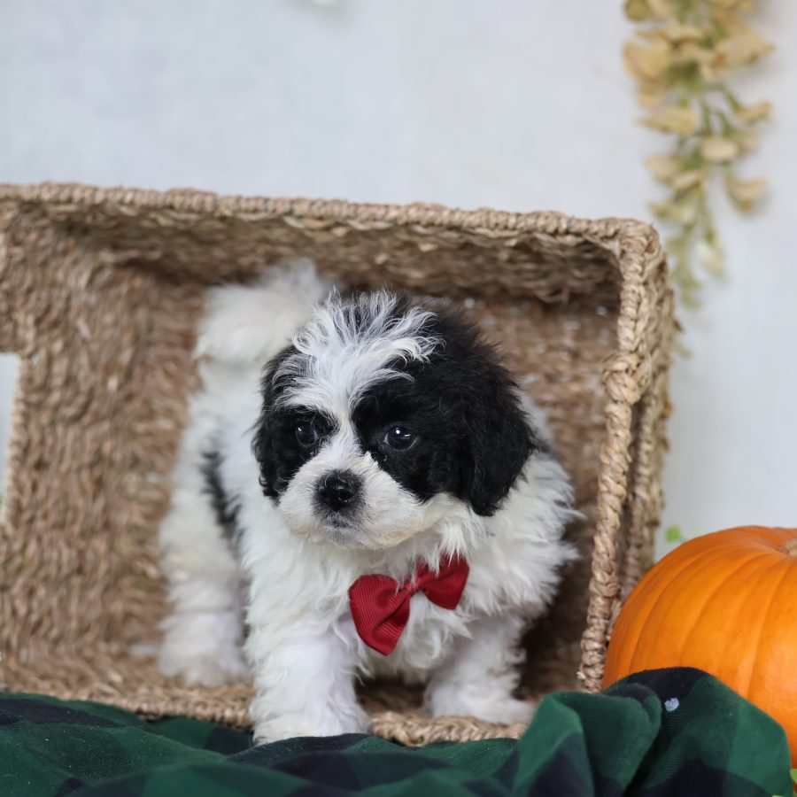 teddy bear dog breeders puppies