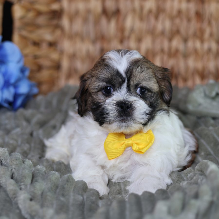 teddy bear dog breeders puppies