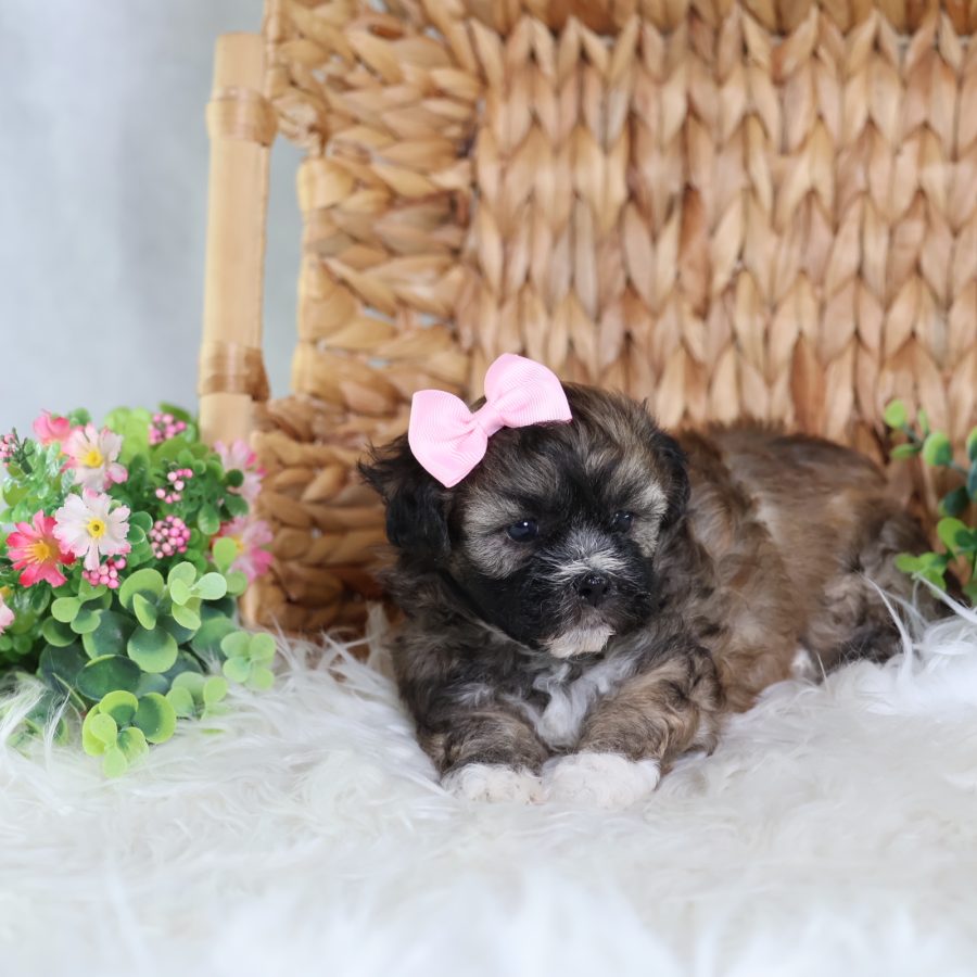 teddy bear dog breeders puppies