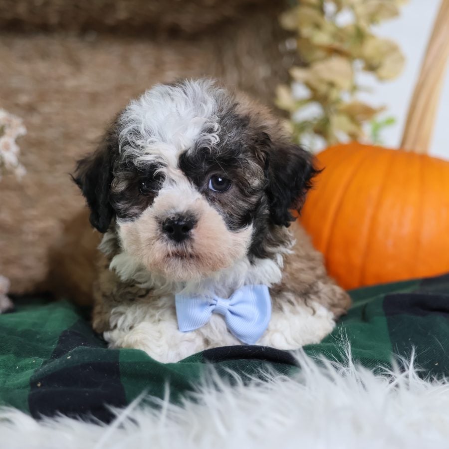 teddy bear dog breeders puppies