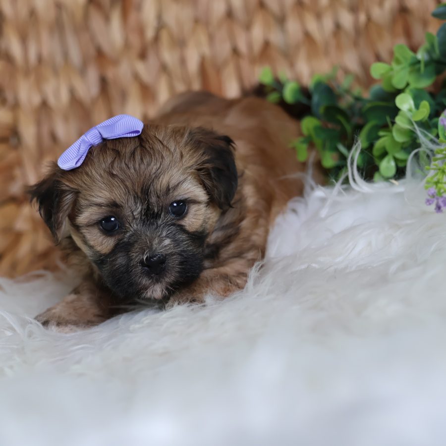teddy bear dog for sale