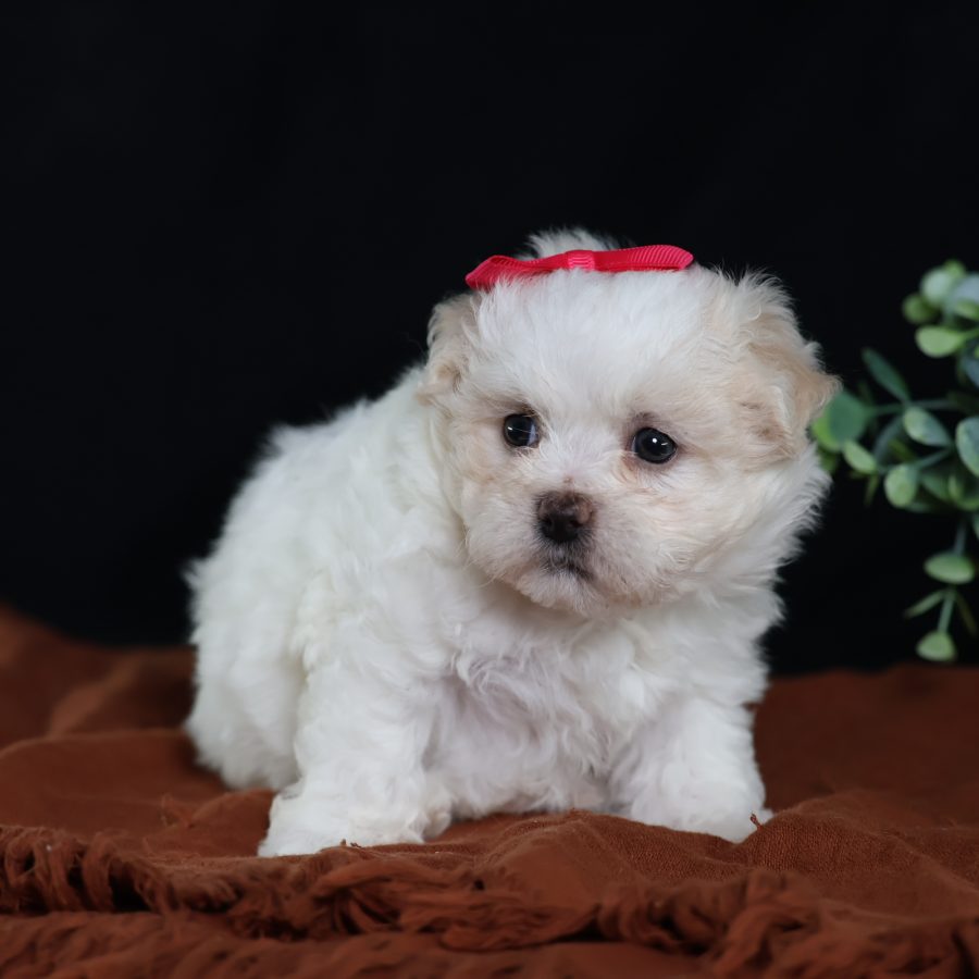 teddy bear dog for sale