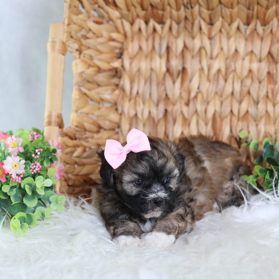 teddy bear dog for sale