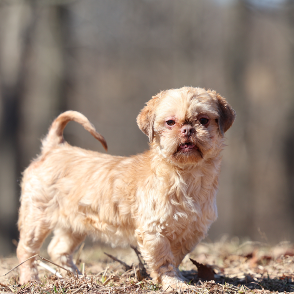teddy bear dog gracie