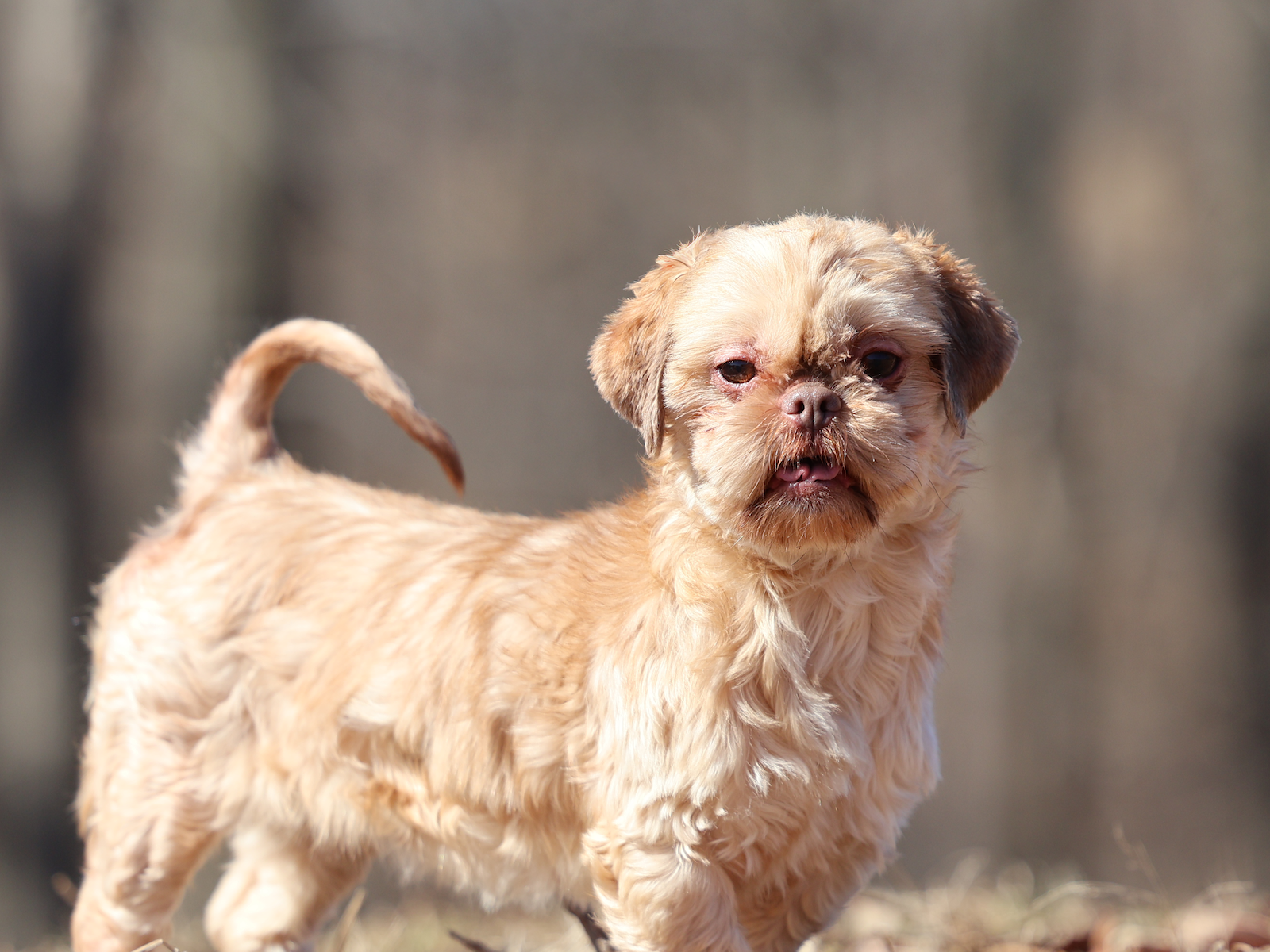 teddy bear dog gracie