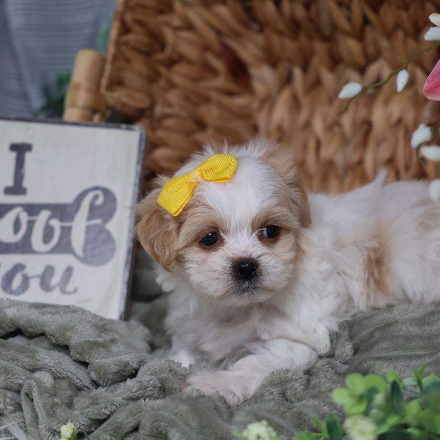 teddy bear dog price