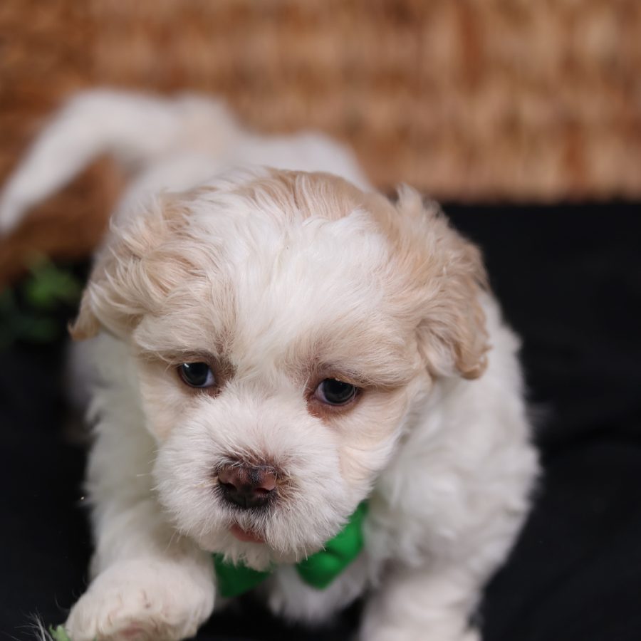 teddy bear dog price
