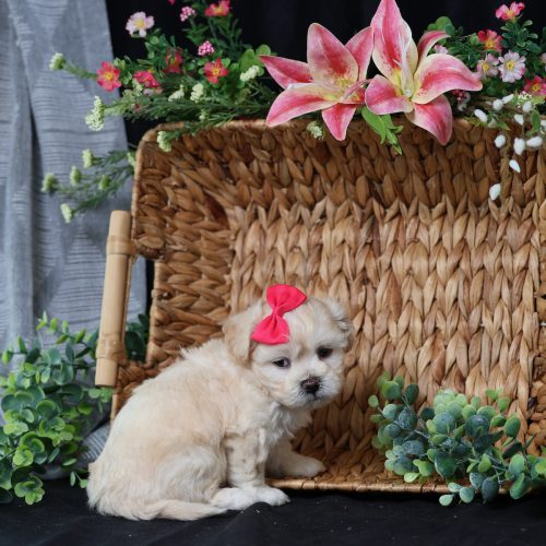 teddy bear dog price